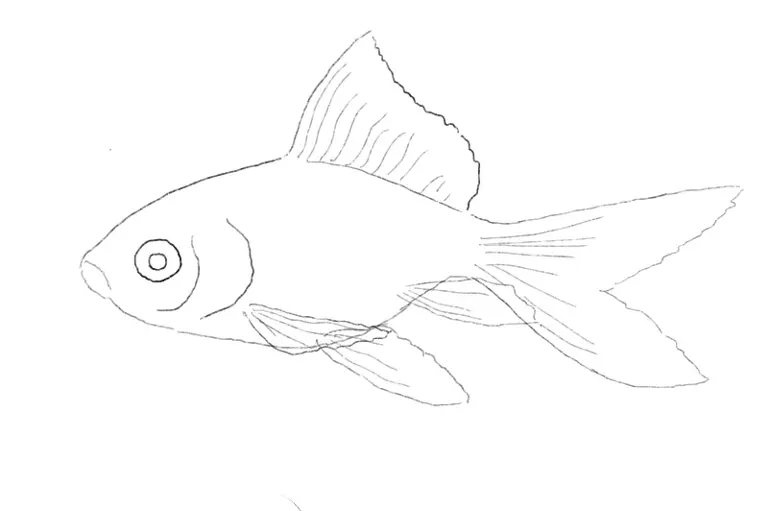 Fish drawing